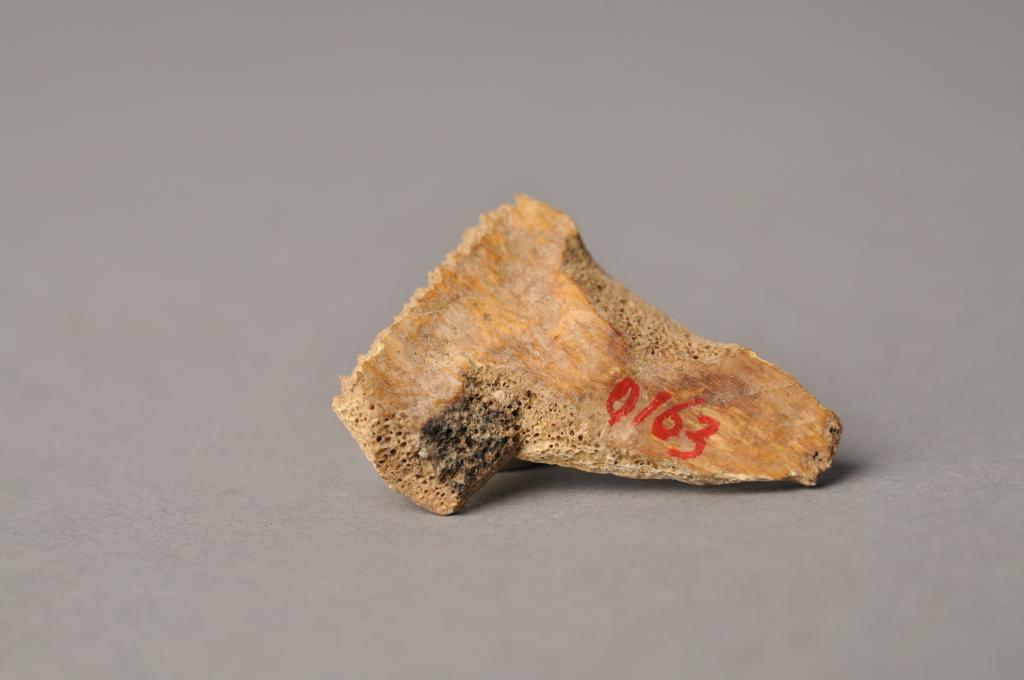 有字卜骨 - 河南博物院