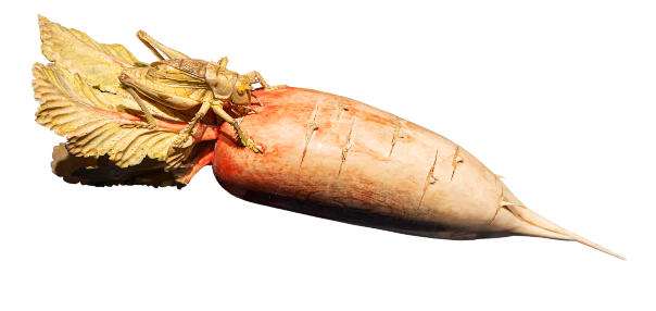 文物